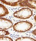CAPN2 Antibody